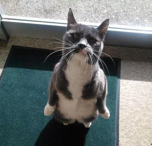 吃瓜的猫很少,为何吃瓜的猫如此罕见？
