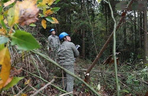 湖北咸丰吃瓜,探寻湖北咸丰特色美食之旅
