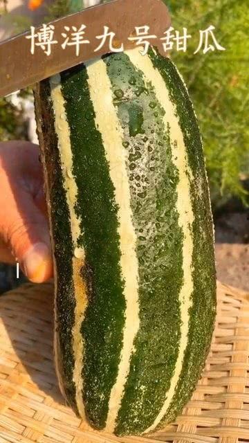 吃瓜的瓜都有什么瓜,揭秘“吃瓜群众”钟爱的各式瓜果