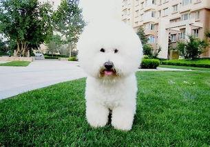 比熊吃煮瓜,瓜果飘香，煮瓜成宴