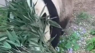 萌兰吃瓜,揭秘娱乐圈那些不为人知的幕后故事