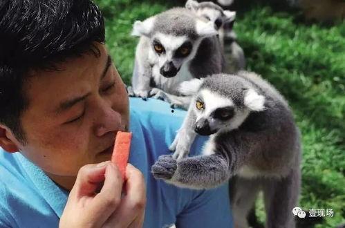 什么动物吃小瓜,揭秘捕食小瓜的神秘动物