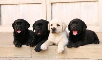 方瓜幼犬可以吃吗