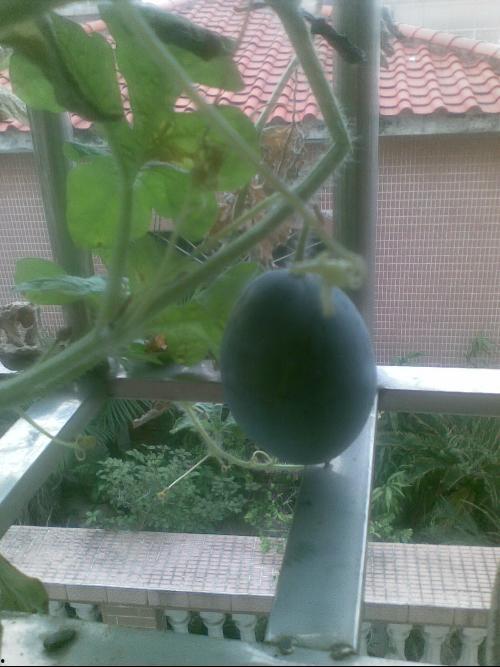 男子阳台吃瓜,男子悠然自得享受夏日时光