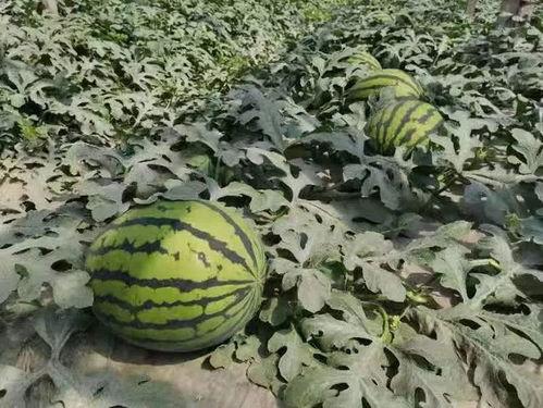 寿光 吃瓜,瓜乡风情，品味田园美食之旅