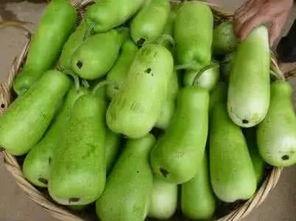 瓜条葫芦怎么吃,解锁美味新体验