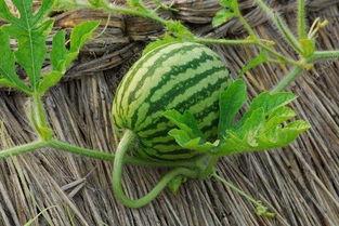 吃藤的瓜,探寻吃藤瓜的独特魅力