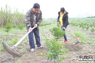 吃瓜兴宾区,繁华背后的人文风情