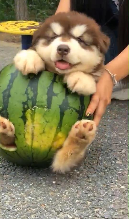 狗吃瓜被打,一场关于宠物的争议事件