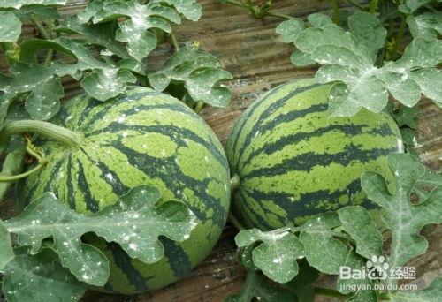 吃瓜有哪些技巧